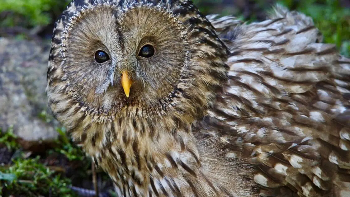 Soví voliéry – zoo a farmy, Borová Lada