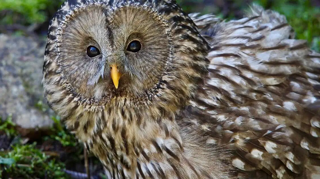 Soví voliéry – zoo a farmy, Borová Lada