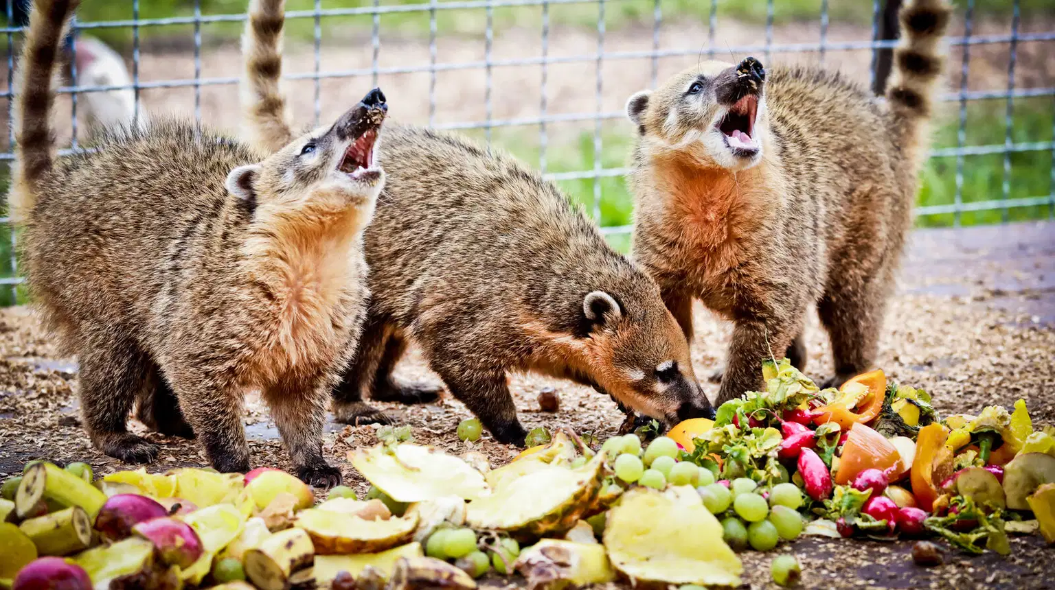 Zoo Karlštejn – zoo a farmy, Karlštejn