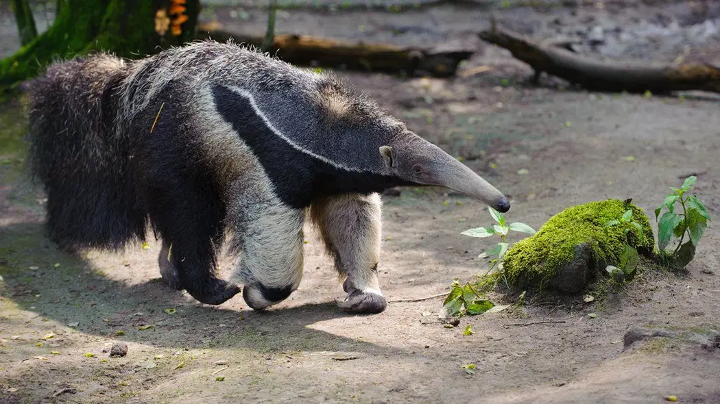 Zoo Děčín – zoo a farmy, Děčín