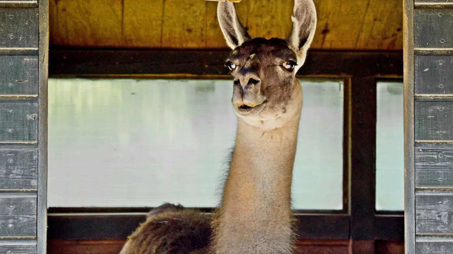 Minizoo Častolovice – zoo a farmy, Častolovice