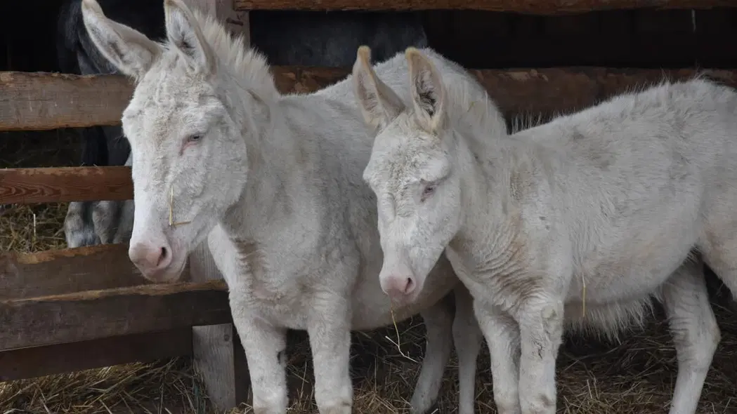 Hospodářský dvůr Bohuslavice – zoo a farmy, Telč