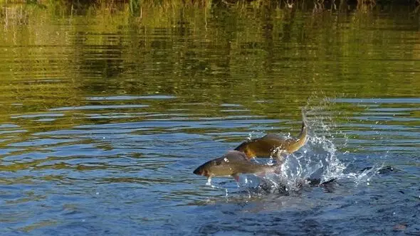 Rybí líheň u Borových Lad – zoo a farmy, Borová Lada
