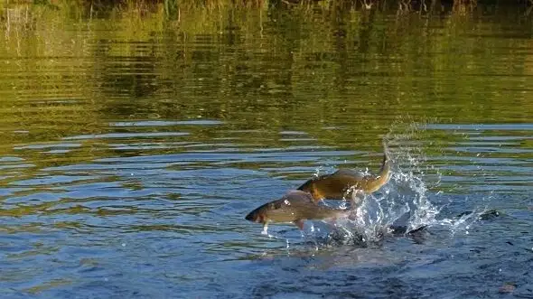 Rybí líheň u Borových Lad – zoo a farmy, Borová Lada