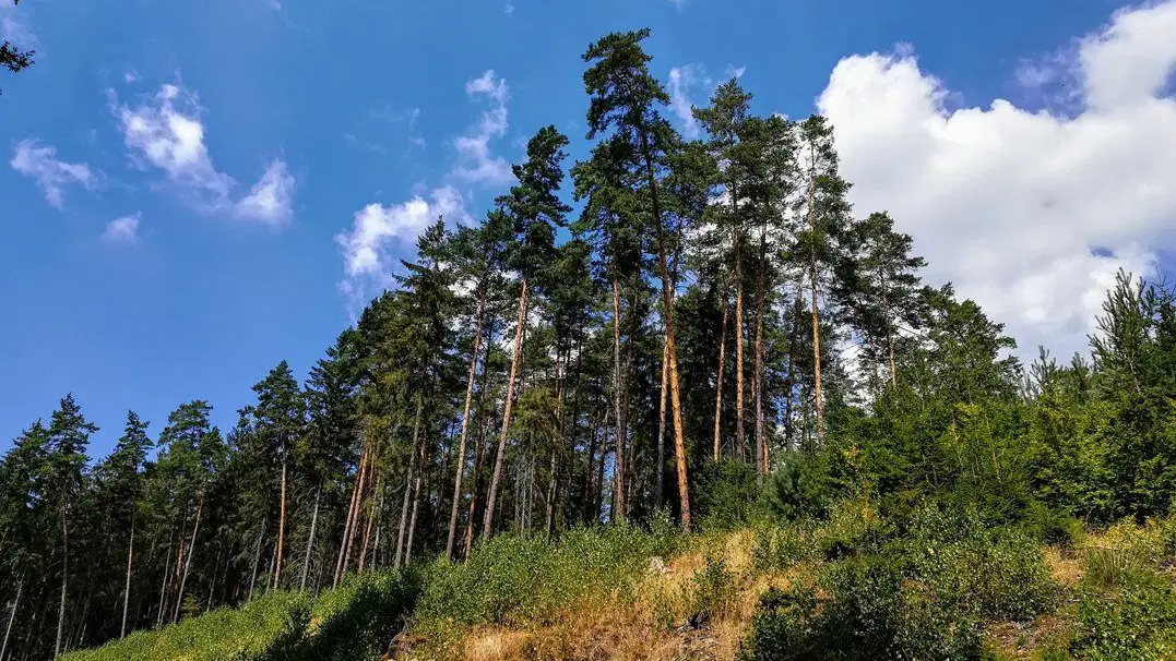 Hradčanské stěny – příroda, Mimoň