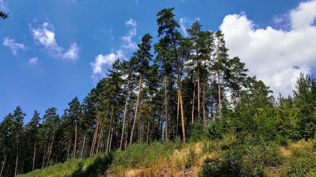 Hradčanské stěny – příroda, Mimoň