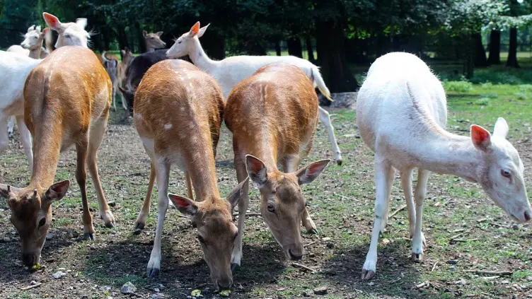 Zookoutek Karviná – zoo a farmy, Karviná