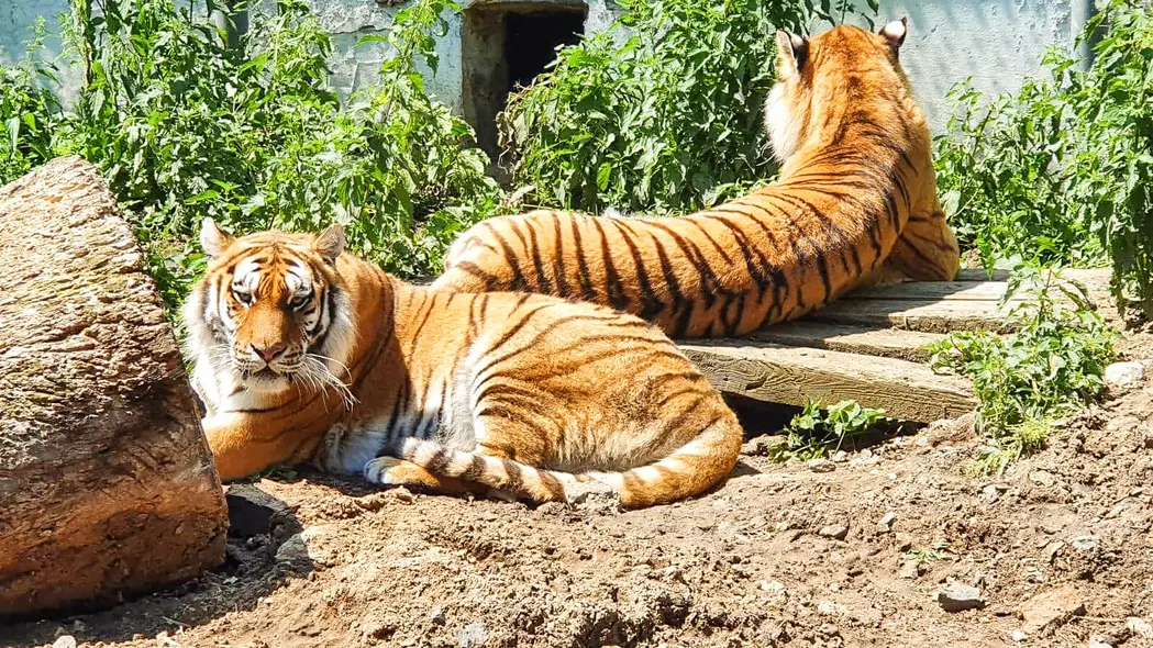 Ringelland – zoo a farmy, Kutná Hora