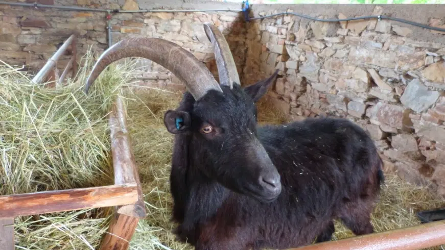 Babiččin dvoreček v Doublebech nad Orlicí – zoo a farmy, Doudleby nad Orlicí