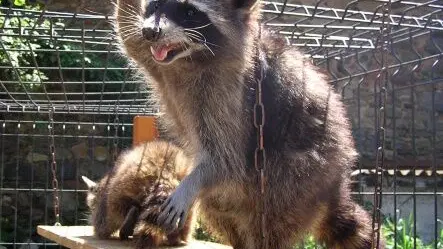 Dvorní zookoutek U Pipinga – zoo a farmy, Jaroměřice nad Rokytnou