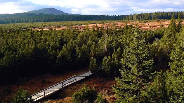 Naučná stezka po Tříjezerní slati na Šumavě – naučné stezky, Modrava