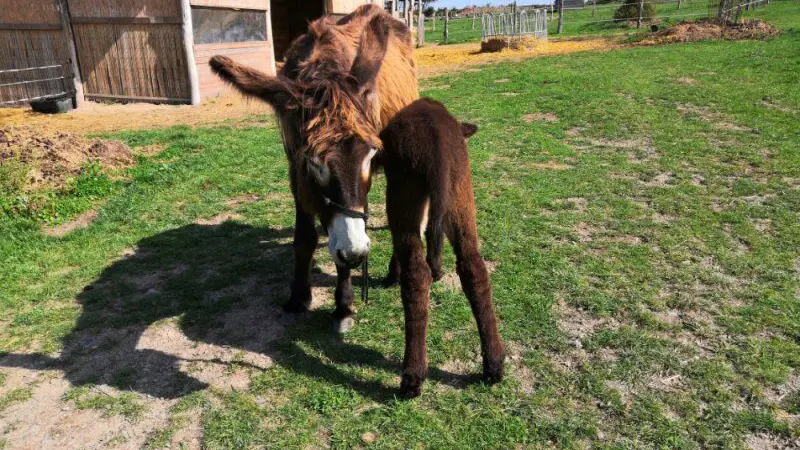 Oslí stezka a farma – zoo a farmy, Svárov