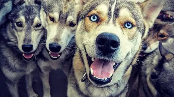 Husky škola – zážitkové areály, Lučany nad Nisou