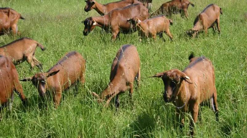Kozí farma Nový Dvůr v Sosnové – zoo a farmy, Sosnová