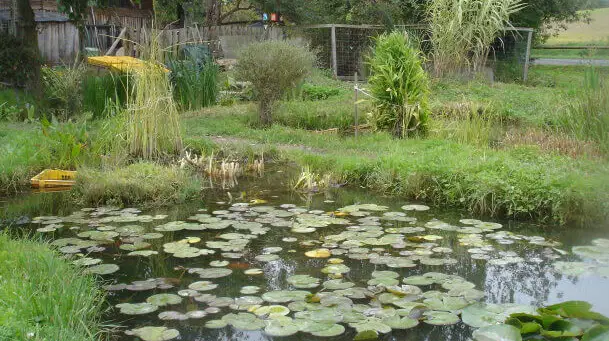 Vodní park Čabárna – příroda, Kladno