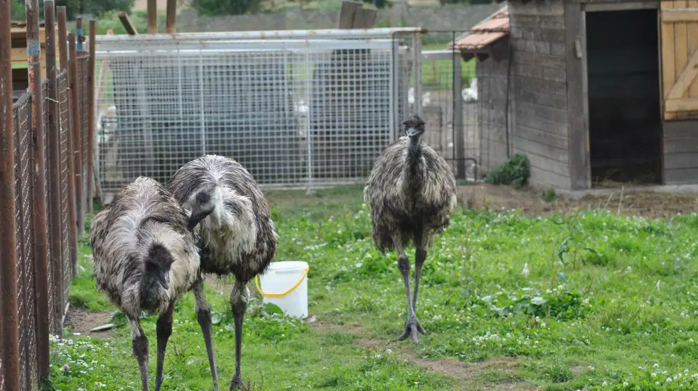 Zvířátka Putim – zoo a farmy, Písek