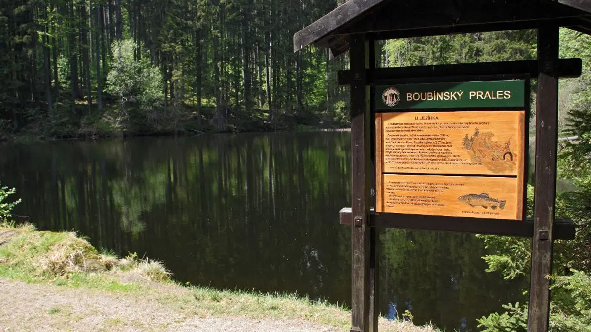 Boubínský prales – příroda, Volary