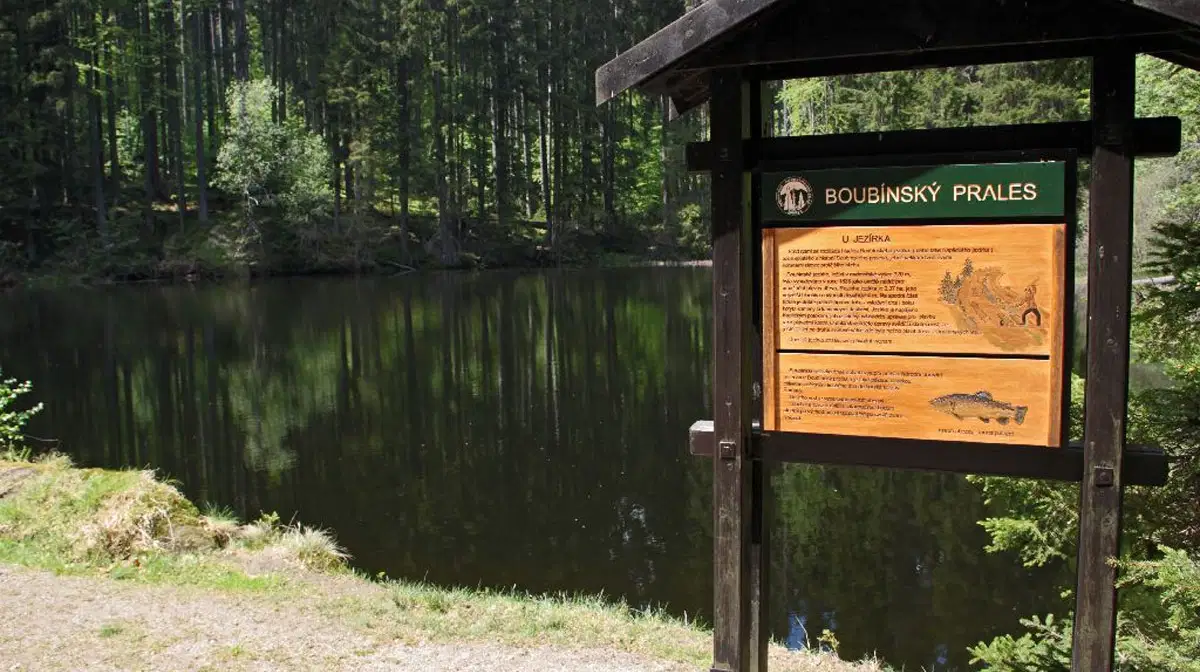 Boubínský prales – příroda, Volary