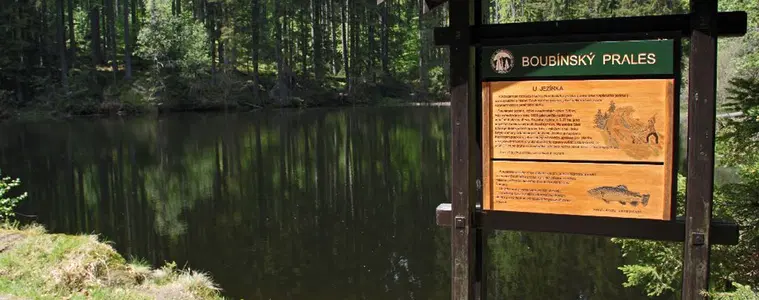 Boubínský prales – příroda, Volary