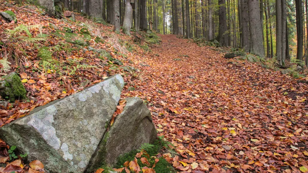 Naučná stezka les – pod vrcholem Vyhlídka – naučné stezky, Borová Lada
