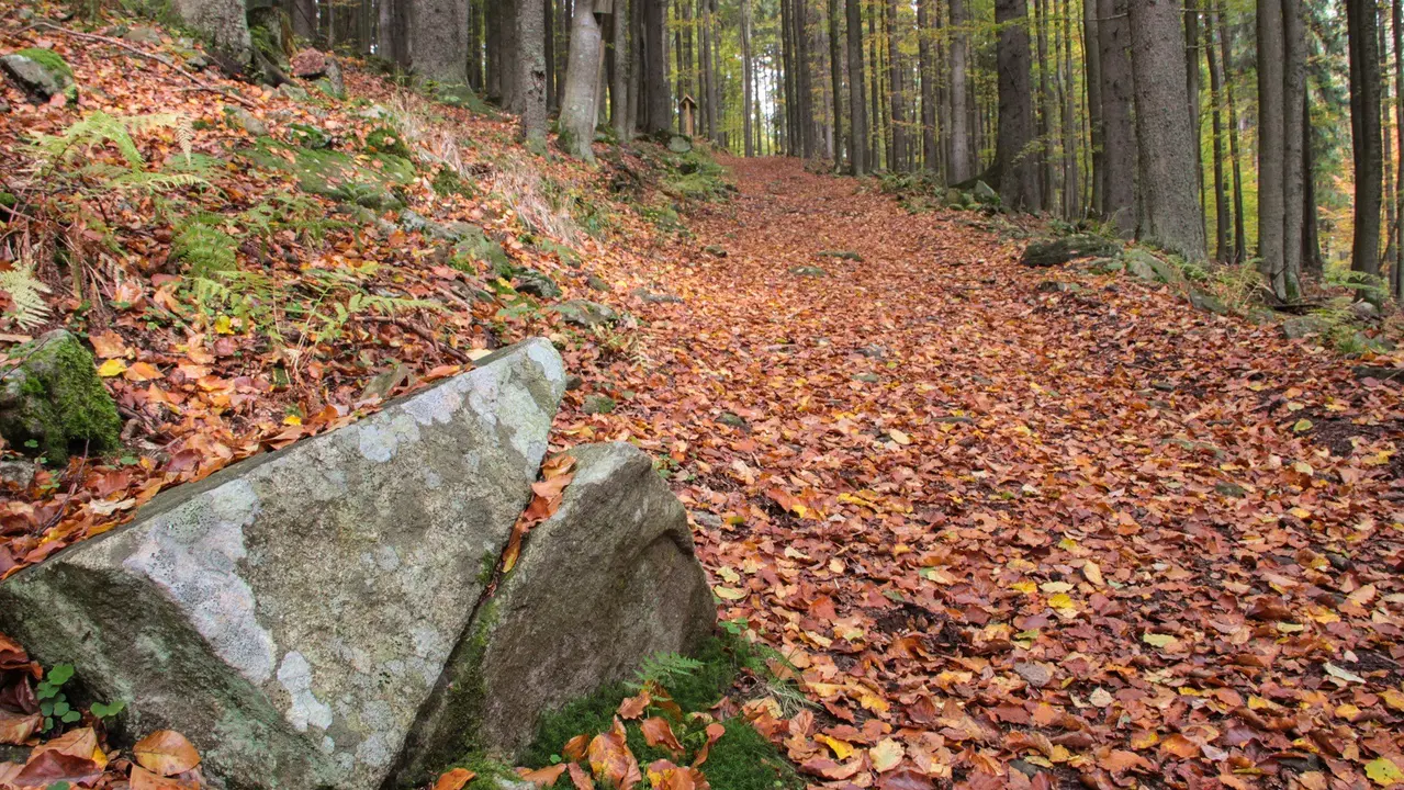 Naučná stezka les – pod vrcholem Vyhlídka – naučné stezky, Borová Lada
