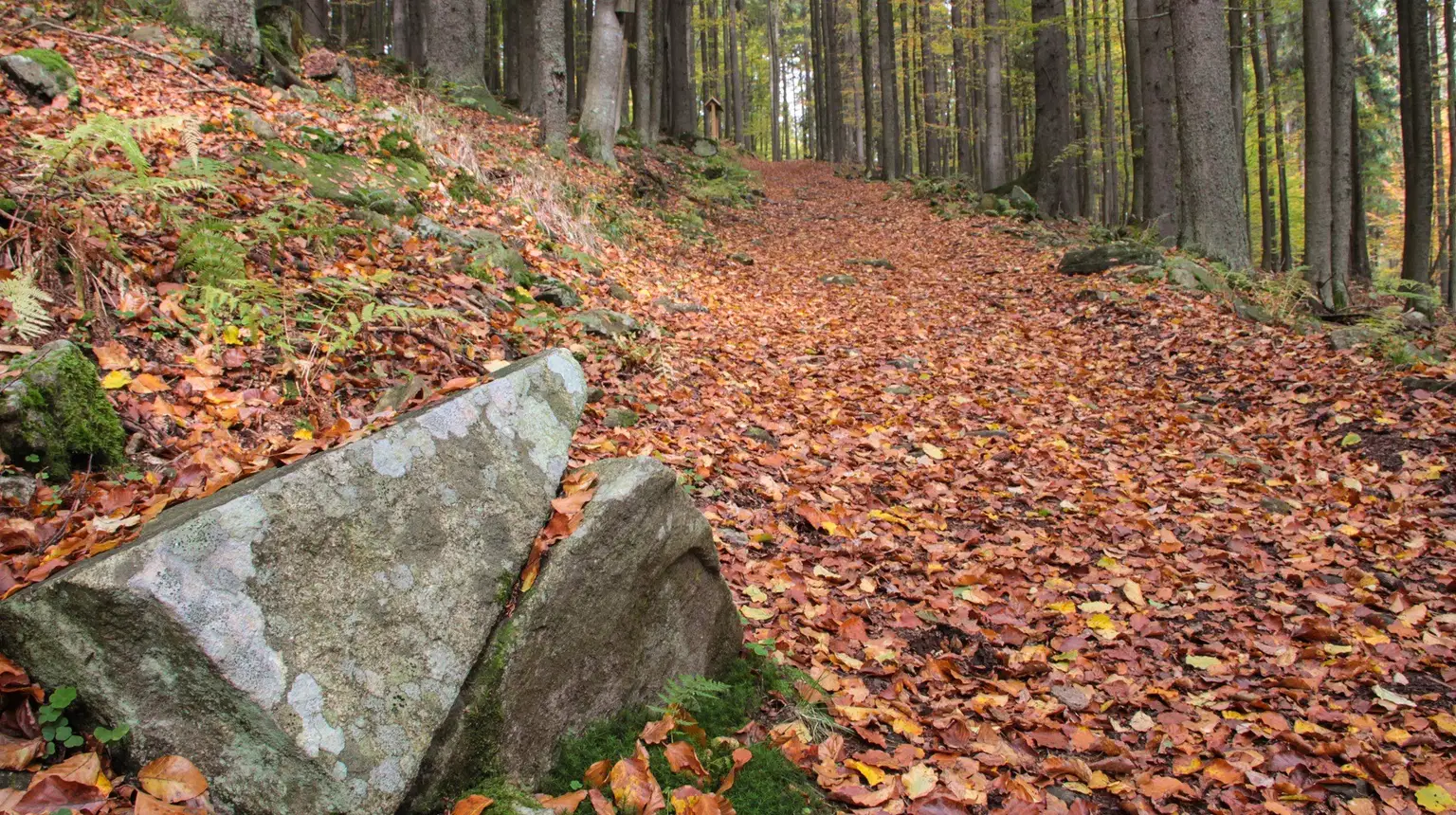 Naučná stezka les – pod vrcholem Vyhlídka – naučné stezky, Borová Lada