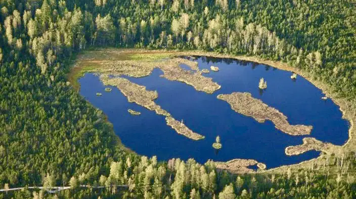 Chalupská slať – příroda, Borová Lada