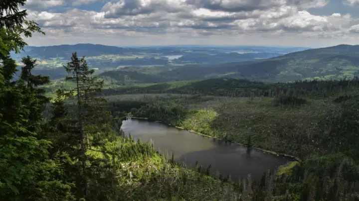 Plešné jezero – příroda, Nová Pec