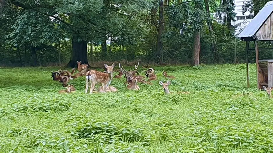 Zámecký park Židlochovice – příroda, Židlochovice