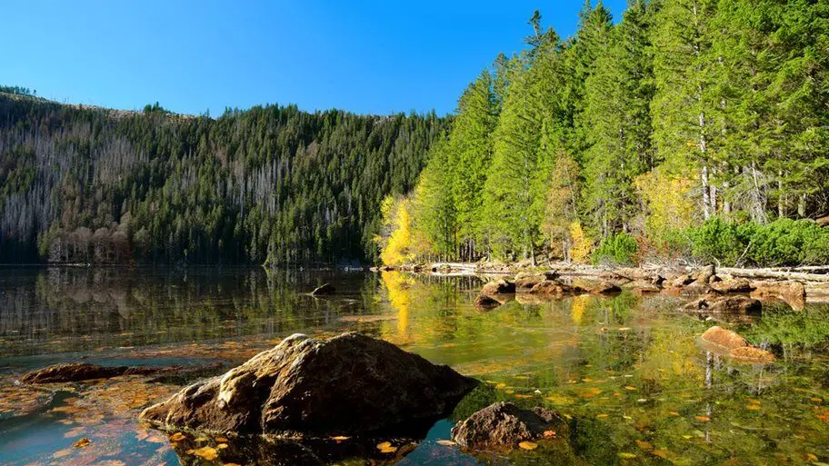 Černé jezero – příroda, Železná Ruda
