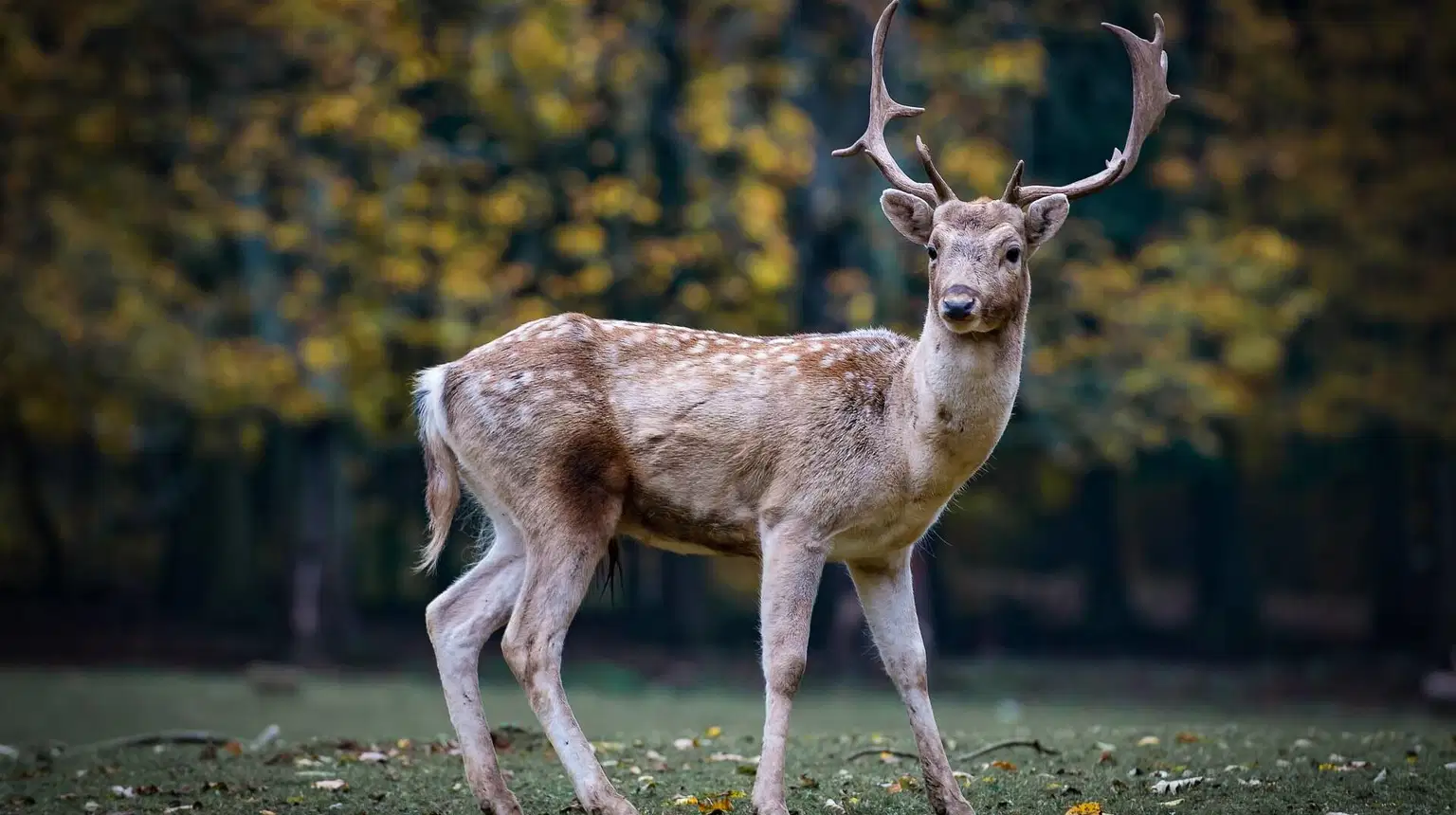 Obůrka Hvozd – zoo a farmy, Mariánské Lázně