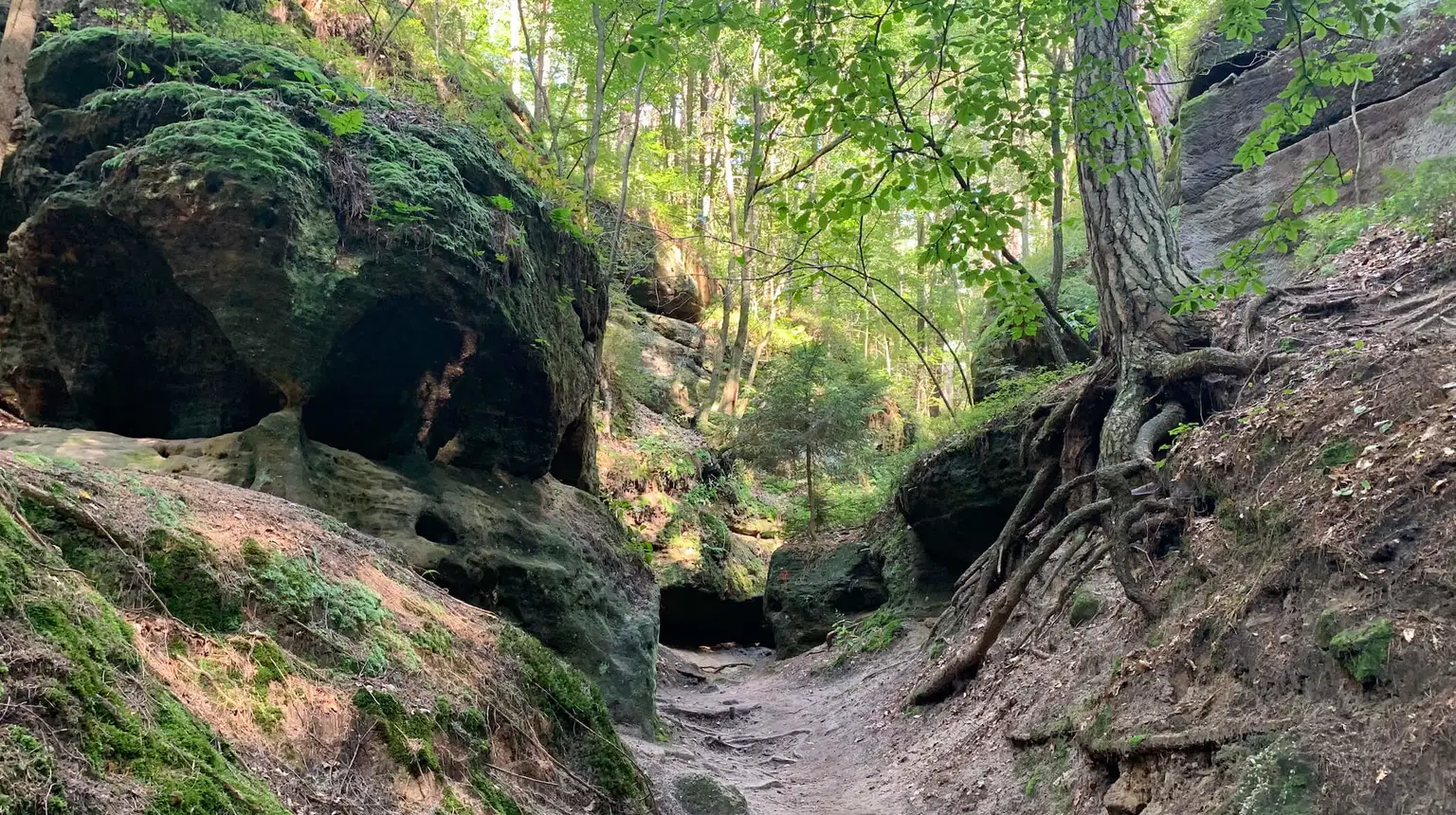 Kokořínský Důl – příroda, Kokořín