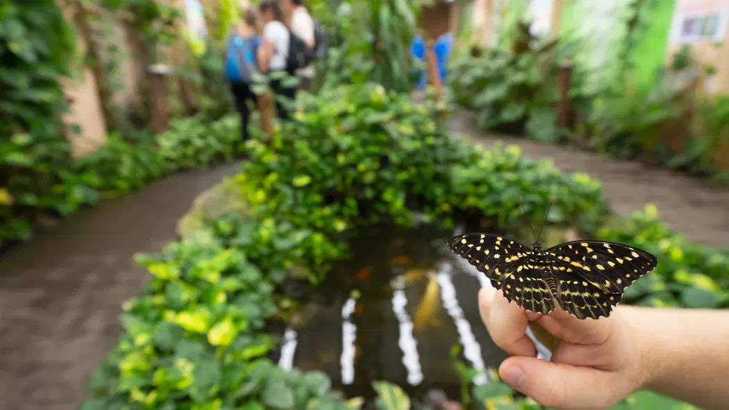 Papilonia Karlovy Vary – zoo a farmy, Karlovy Vary