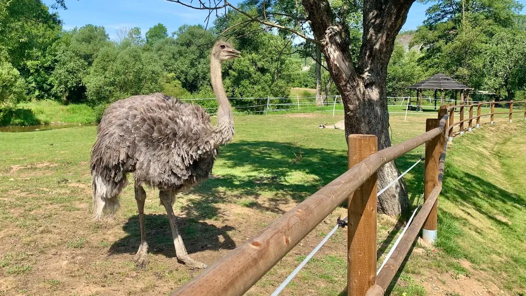 Pyzuu funpark – zoo a farmy, Vlkančice