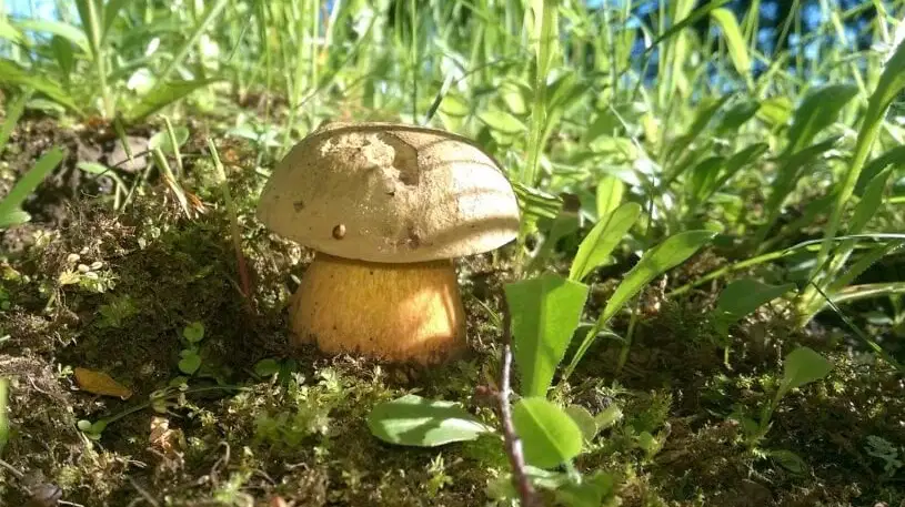 Hřibová rezervace Stachy – příroda, Stachy