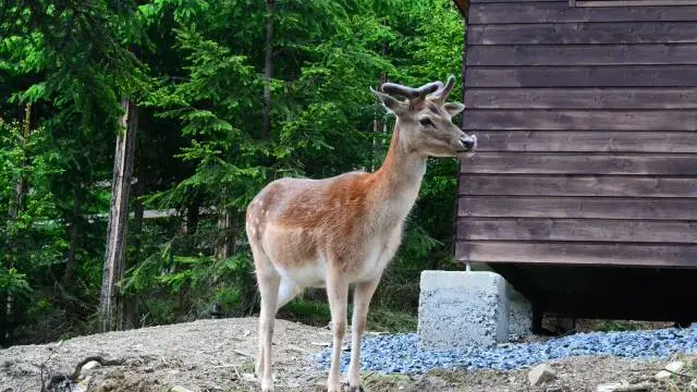 Obůrka v Bílé – zoo a farmy, Bílá