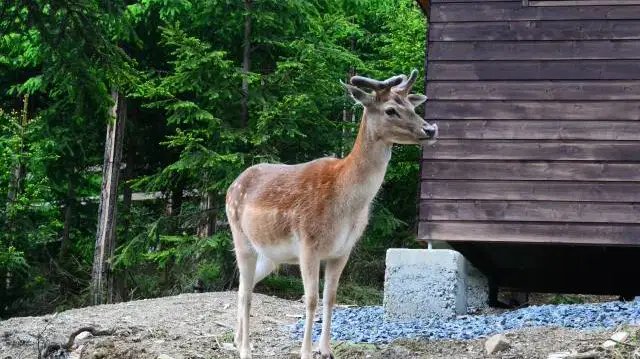 Obůrka v Bílé – zoo a farmy, Bílá