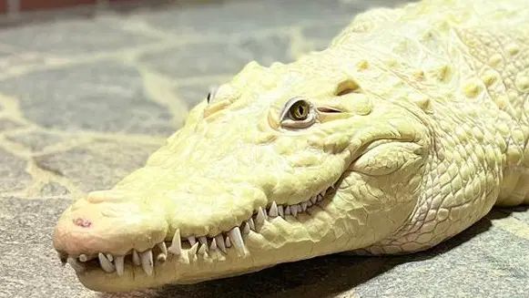Krokodýlí ZOO Protivín – zoo a farmy, Protivín