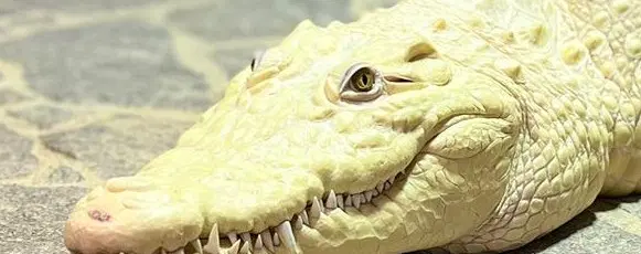 Krokodýlí ZOO Protivín – zoo a farmy, Protivín