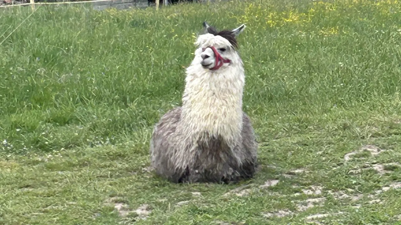 Farma Na pasece Grunt – zoo a farmy, Benešov