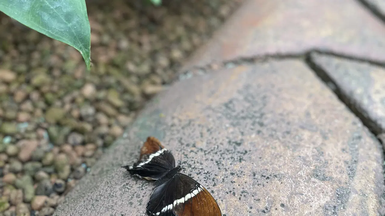 Papilonia Lipno – zoo a farmy, Lipno nad Vltavou