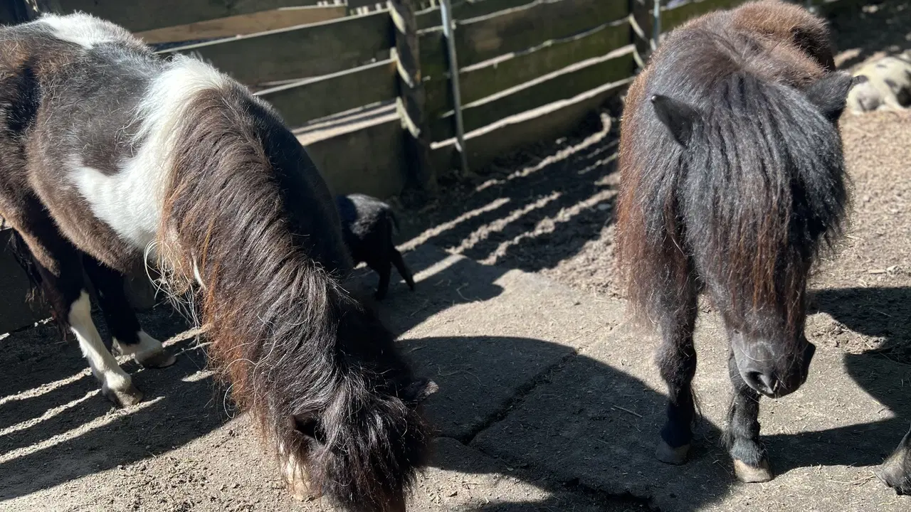 MiniZOO Diana – zoo a farmy, Karlovy Vary