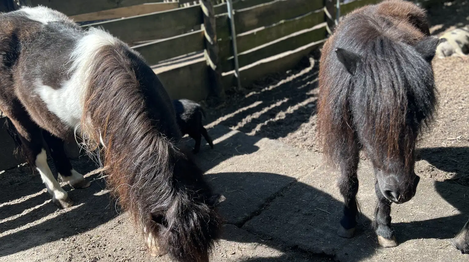 MiniZOO Diana – zoo a farmy, Karlovy Vary