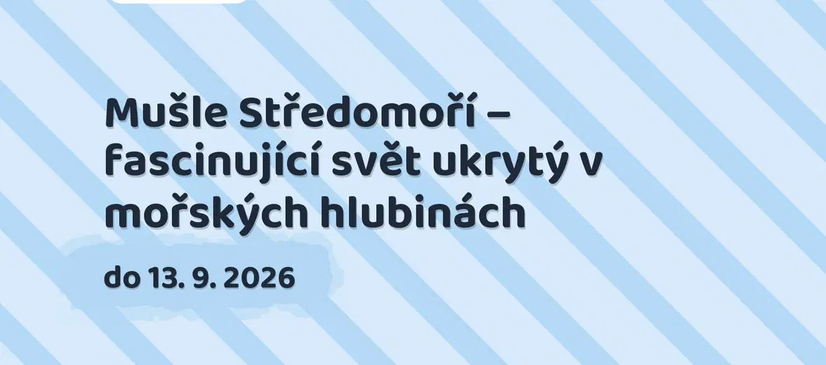 Mušle Středomoří – fascinující svět ukrytý v mořských hlubinách – prohlídky a Muzea, Louny