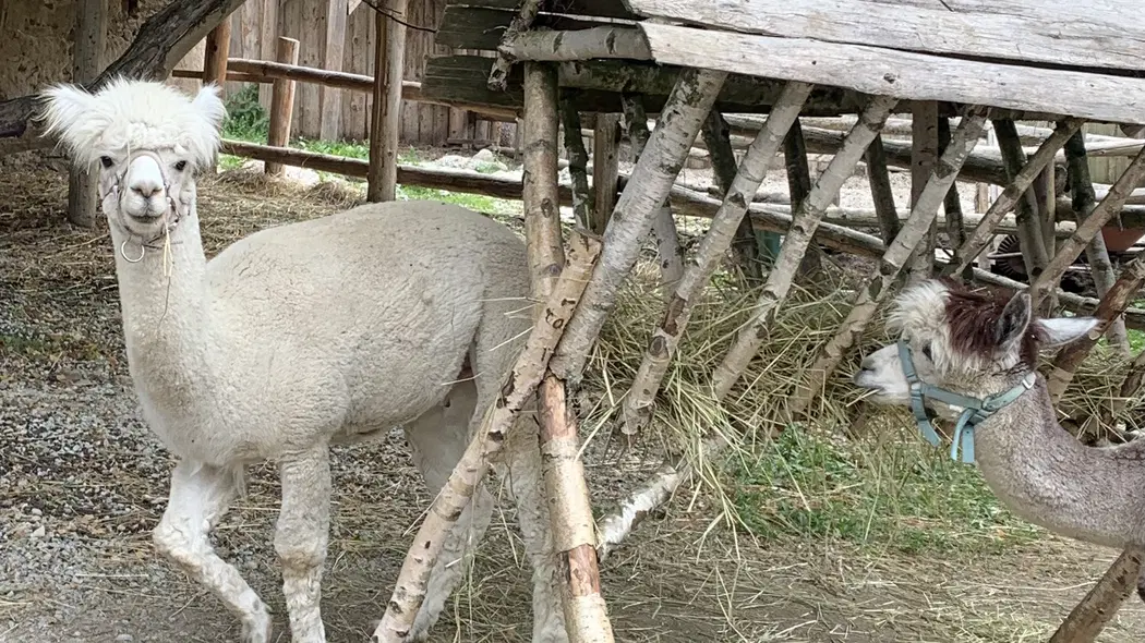 Rodinný zookoutek Nová Říše – zoo a farmy, Vápovice