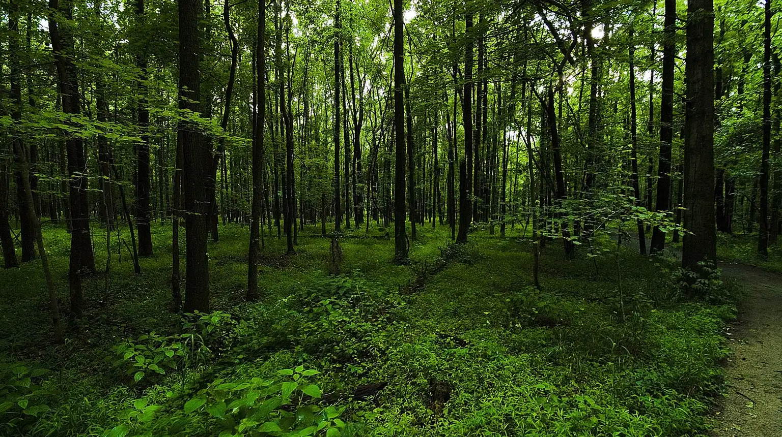 Toulcovy Maštale – příroda, Budislav