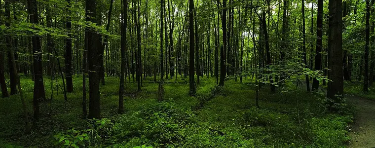 Toulcovy Maštale – příroda, Budislav