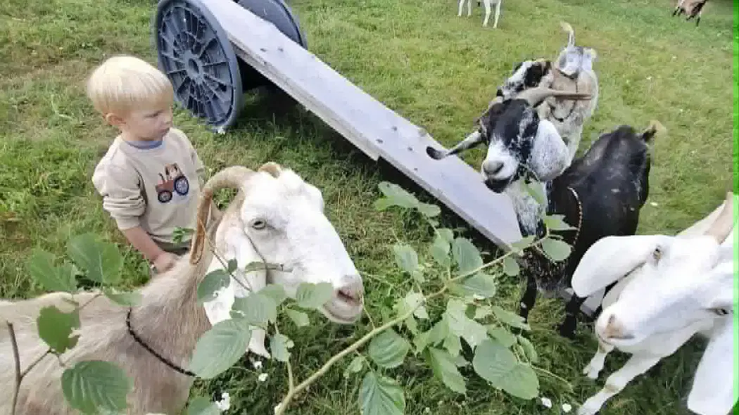 KOZA DOMA – zoo a farmy, Tři Sekery