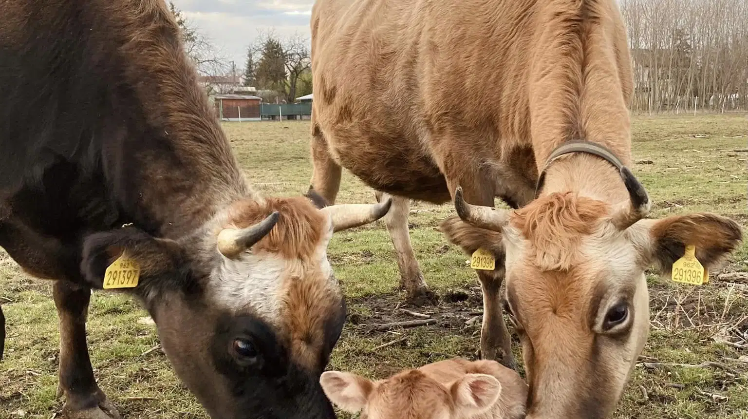 Farma u Staré hory – zoo a farmy, Újezd u Brna