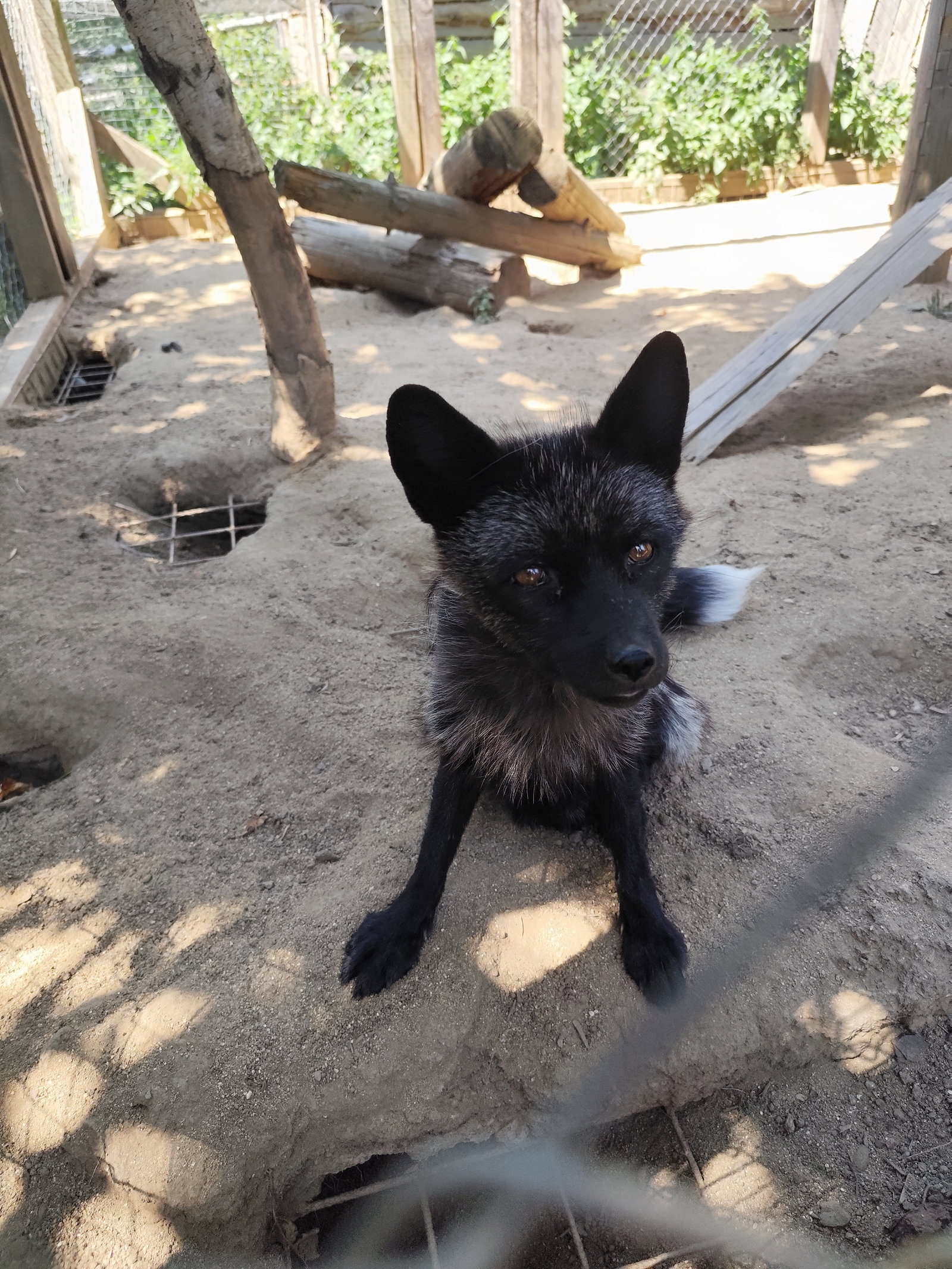 Rodinný zookoutek Nová Říše – zoo a farmy, Vápovice – fotka 11